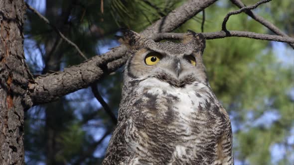 Close shot of great horned owl looking around in a tree