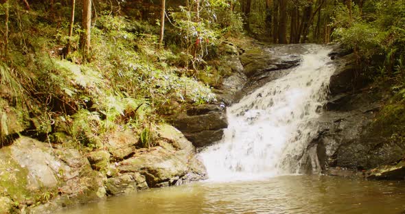 A picturesque rainforest setting at the base of small stream.