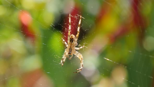 Spider on  web in nature waiting for pray shallow DOF 4K 2160p UltraHD footage - Cobweb weaved with 