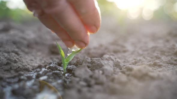 Elderly Farmer Pouring Water on Young Plant