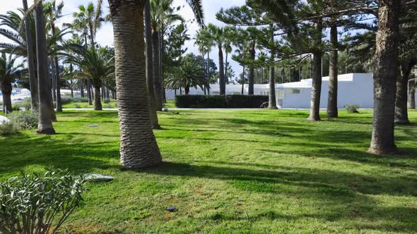 Park with Palm Trees in the Tourist City of Cyprus Sunny Day with Beautiful Weather Summer Resort