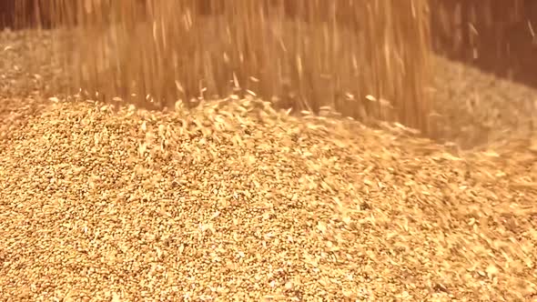 Wheat Falling on Heap.