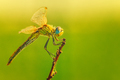 Dragonfly with green background - PhotoDune Item for Sale