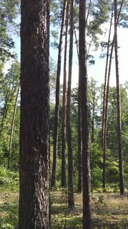 Vertical Video of Summer Forest By Day