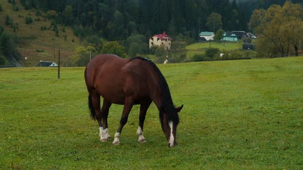 The horse grazes on an eco home farm. 