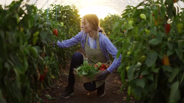 Woman Farmer Harvesting Peppers at Greenhouse Collecting Into a Basket