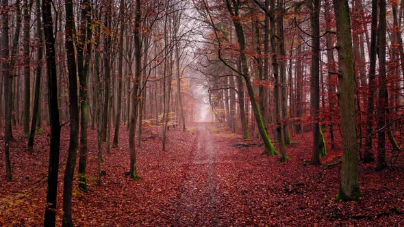 Footpath through forest in autumn. Aerial view of wildlife, Poland