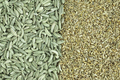 Fennel Seeds and Pollen - PhotoDune Item for Sale