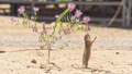 Prairie Dog Stands Tall Hind Legs Reaching for Wildflower - PhotoDune Item for Sale