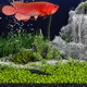 Arowana aquarium - 3DOcean Item for Sale