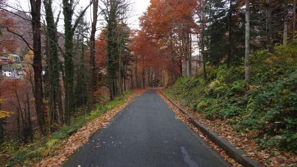 Autumn Road Red Trees Foliage in the Mountain