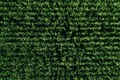 Aerial view of green rows corn field in summer. - PhotoDune Item for Sale