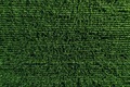 Aerial view of green rows corn field in summer. - PhotoDune Item for Sale