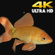 Goldfish with bubbles - VideoHive Item for Sale