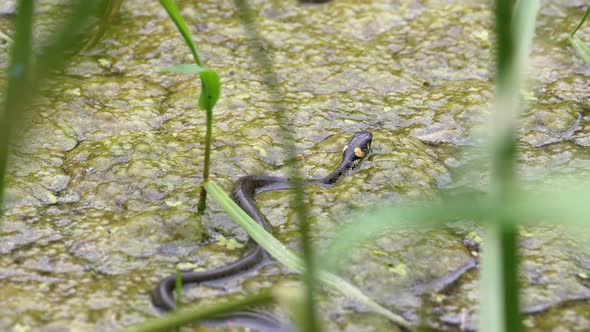 Dice Snake Swims Through Marshes of Swamp Thickets and Algae. Slow Motion.