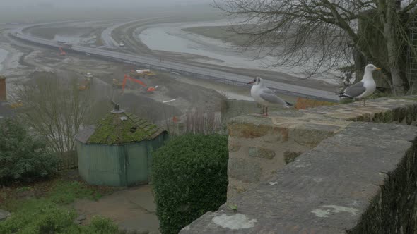 Pair of gulls on Mont St Michel   tourist attraction in northern France region of Normandy  4K 2160p