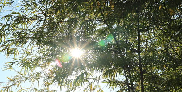 Sunshine Through Bamboo Leaves V alt