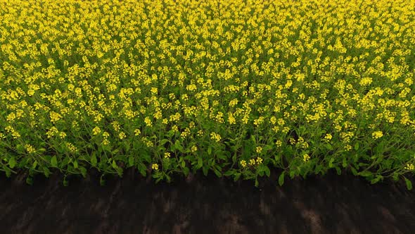 Blooming Canola Field