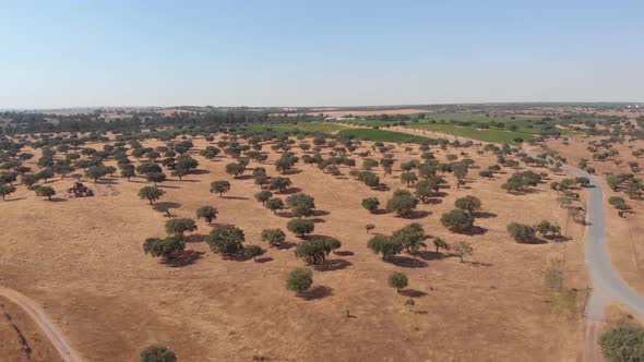 Aerial birds eye shot of lonely trees during heat and blue sky in Beja,Portugal.Global warming clima
