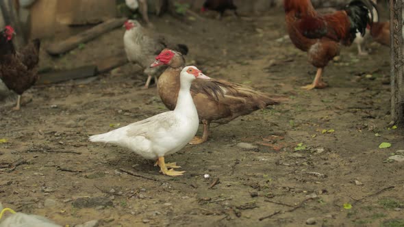 Domestic White and Brown Duck and Rooster Walk on the Ground. Background of Old Farm. Search of Food