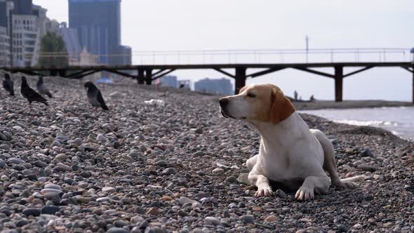 Stray Dog Lies on a Stone Shore of the Sea. Hungry, Wild and Unhappy Homeless Dog.