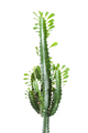 Euphorbia Trigona. Isolated on white background. - PhotoDune Item for Sale