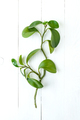 Branch of Peperomia on a table of white painted boards. - PhotoDune Item for Sale