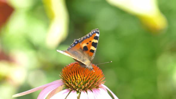 Butterfly drinks nectar