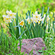 White Daffodil Narcissus On Flower Bed - VideoHive Item for Sale