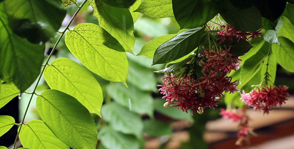 Its Raining Again alt