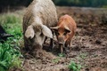 Wild boars (Sus scrofa) animal family with baby boar in autumn forest - PhotoDune Item for Sale