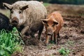 Wild boars (Sus scrofa) animal family with baby boar in autumn forest - PhotoDune Item for Sale