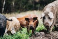 Wild boars (Sus scrofa) animal family with baby boar in autumn forest - PhotoDune Item for Sale