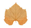 Brown Vine leaf isolated - PhotoDune Item for Sale