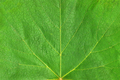 Green leaf closeup texture - PhotoDune Item for Sale