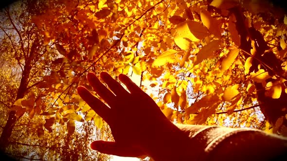 Movement Hand Sun Leaves Fall
