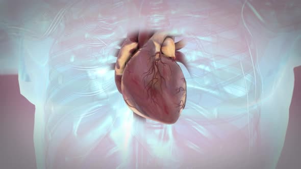 Human Circulatory System Heart Beat Anatomy Animation Concept. 3D