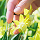 Narcissus Flowers Caressed By Woman Hand - VideoHive Item for Sale