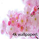 4K Wallpaper App with Live Wallpaper and No Backend, Admob Ads - CodeCanyon Item for Sale