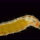 larva of an insect of the family Cecidomyiidae under a microscope - VideoHive Item for Sale