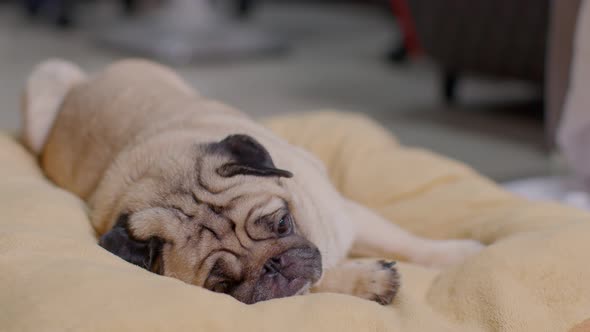 Adorable Pug Dog Breed lying smile and looking camera