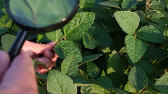 Soybean Leaf in Close Up Green Soybean Field