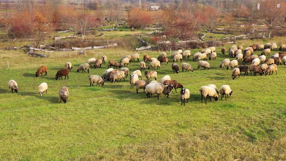 Flock of sheep on pasture. Herding farm animals in early spring. Sheep grazing in countryside.