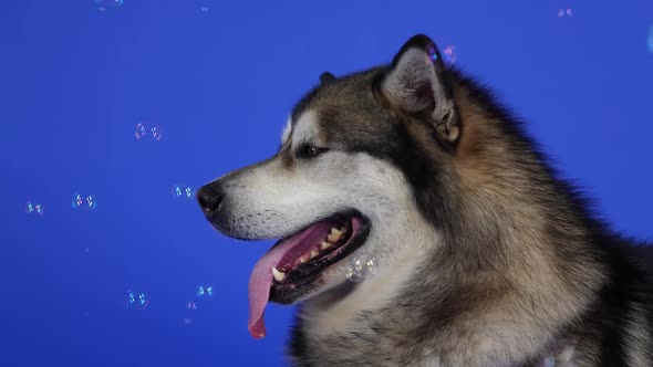 Alaskan Malamute Lies in the Studio on a Blue Background