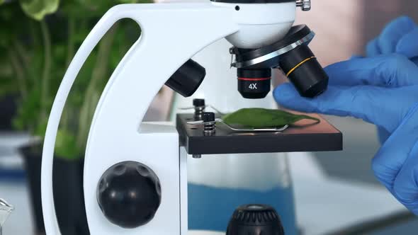 Close-up of Scientist Hands in Lab Gloves Putting Plant Leaf on Stage and Adjusting His Microscope