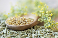 Fennel Pollen, Seeds and Flowers - PhotoDune Item for Sale