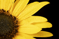 Sunflower Macor on Black - PhotoDune Item for Sale