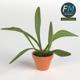 Potted plant 1 - 3DOcean Item for Sale