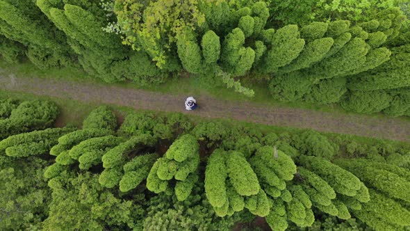 Aerial View Walk Brides Between Fabulous Thuya Trees, The View From the Drone Brides Walk 