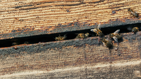 Honey Bees Going In And Out Of Hive